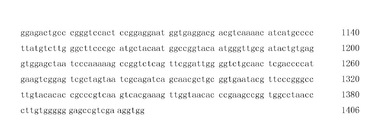 Nitrogen fixing micrococcus and application thereof