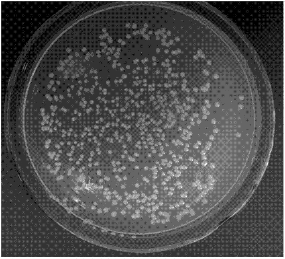 Pseudomoas umsongensis YC1612 for producing halohydrin dehalogenases and application and preparing method thereof