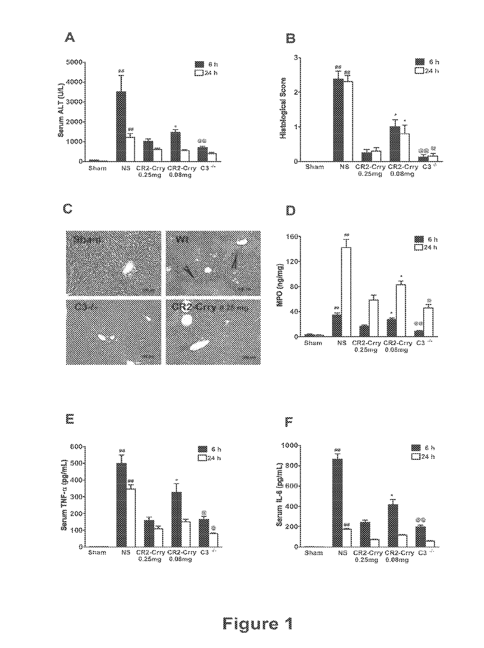 Methods of stimulating liver regeneration