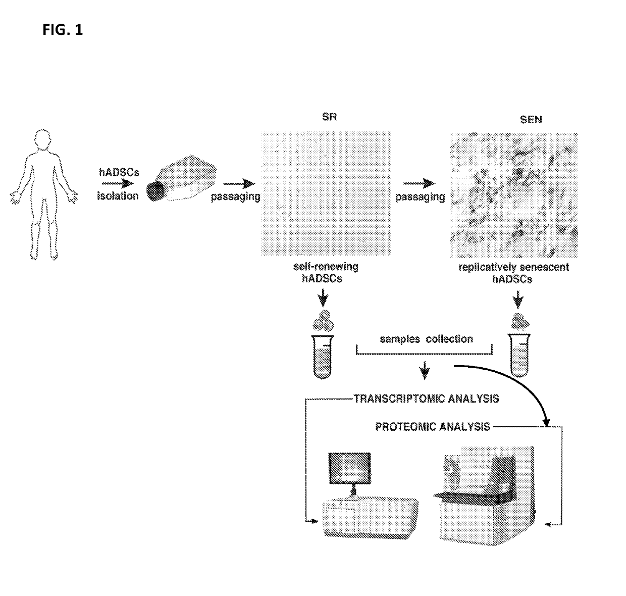 Compositions and methods for the quality control of stem cell preparations