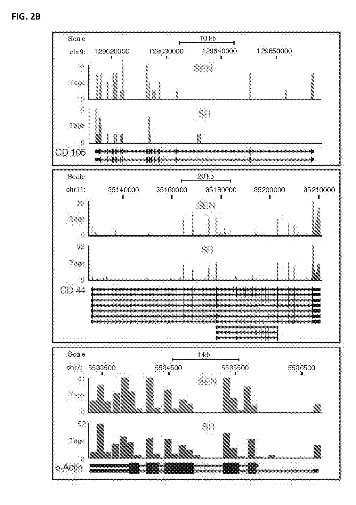 Compositions and methods for the quality control of stem cell preparations