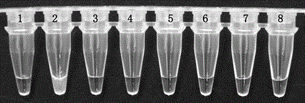 LAMP (Loop-mediated isothermal amplification) detection primer group and kit and detection method for gene cry1C of transgenic plants