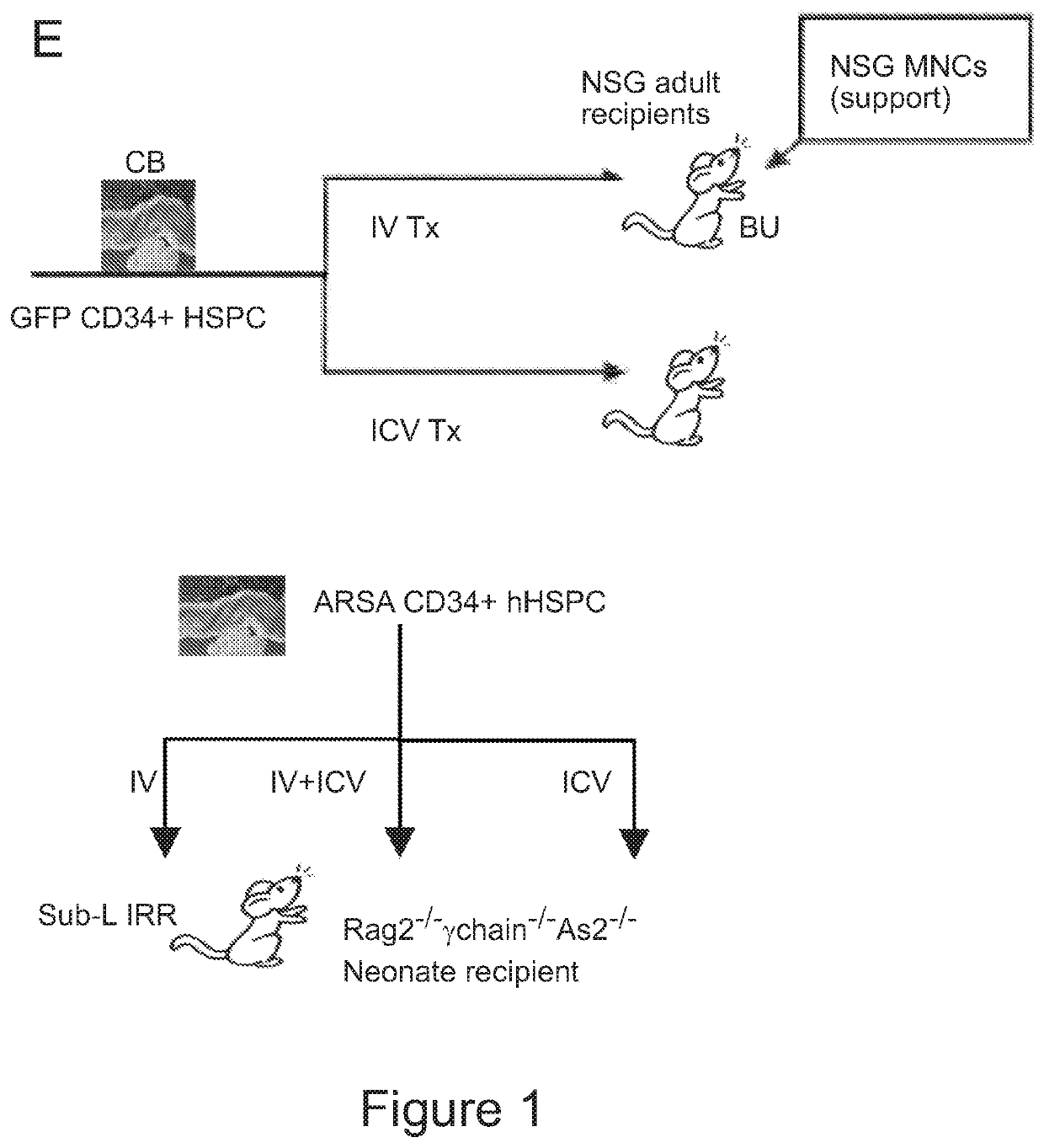 Compositions and methods for treating diseases and disorders of the central nervous system