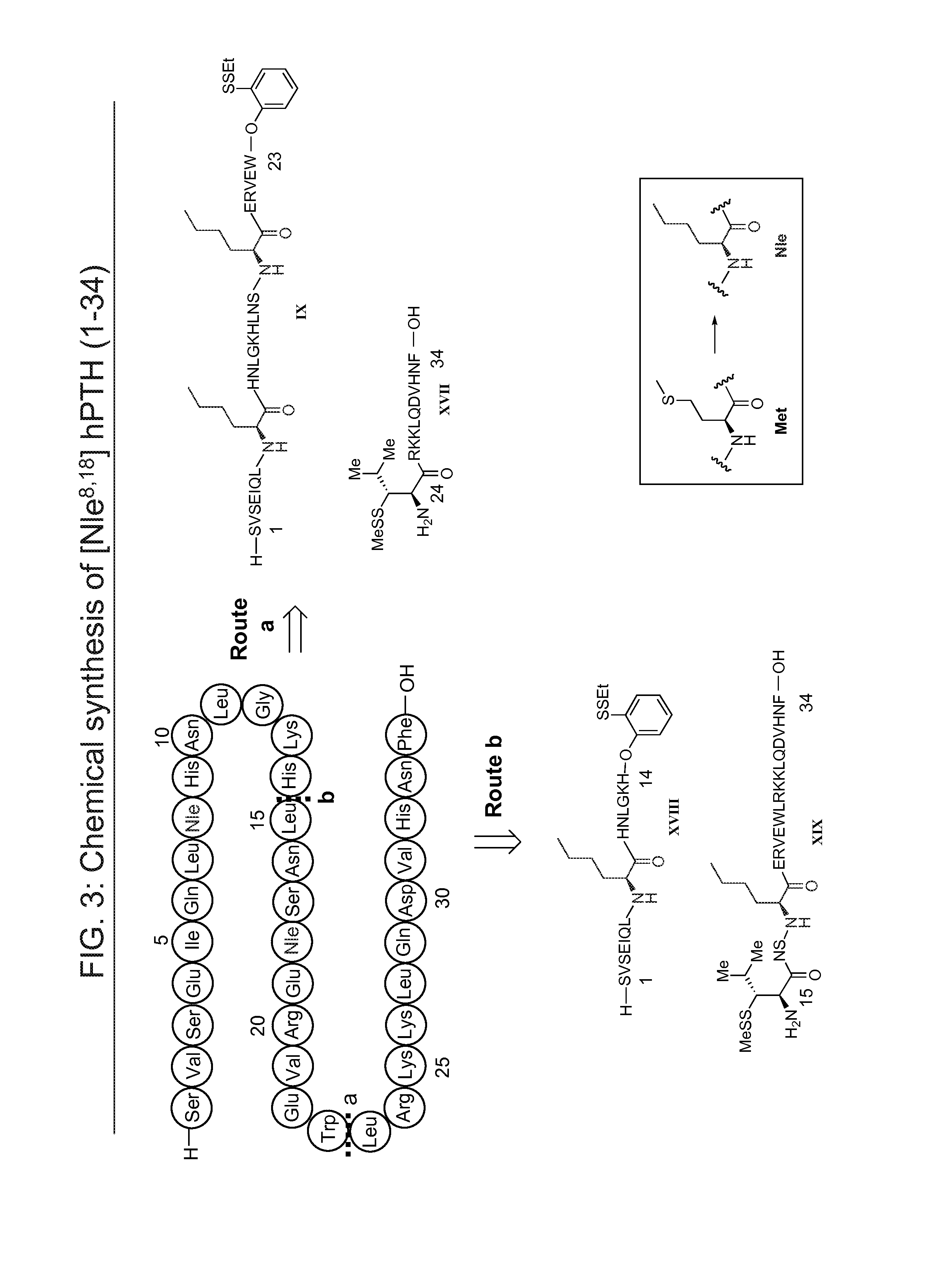 Parathyroid hormone analogs, compositions and uses thereof