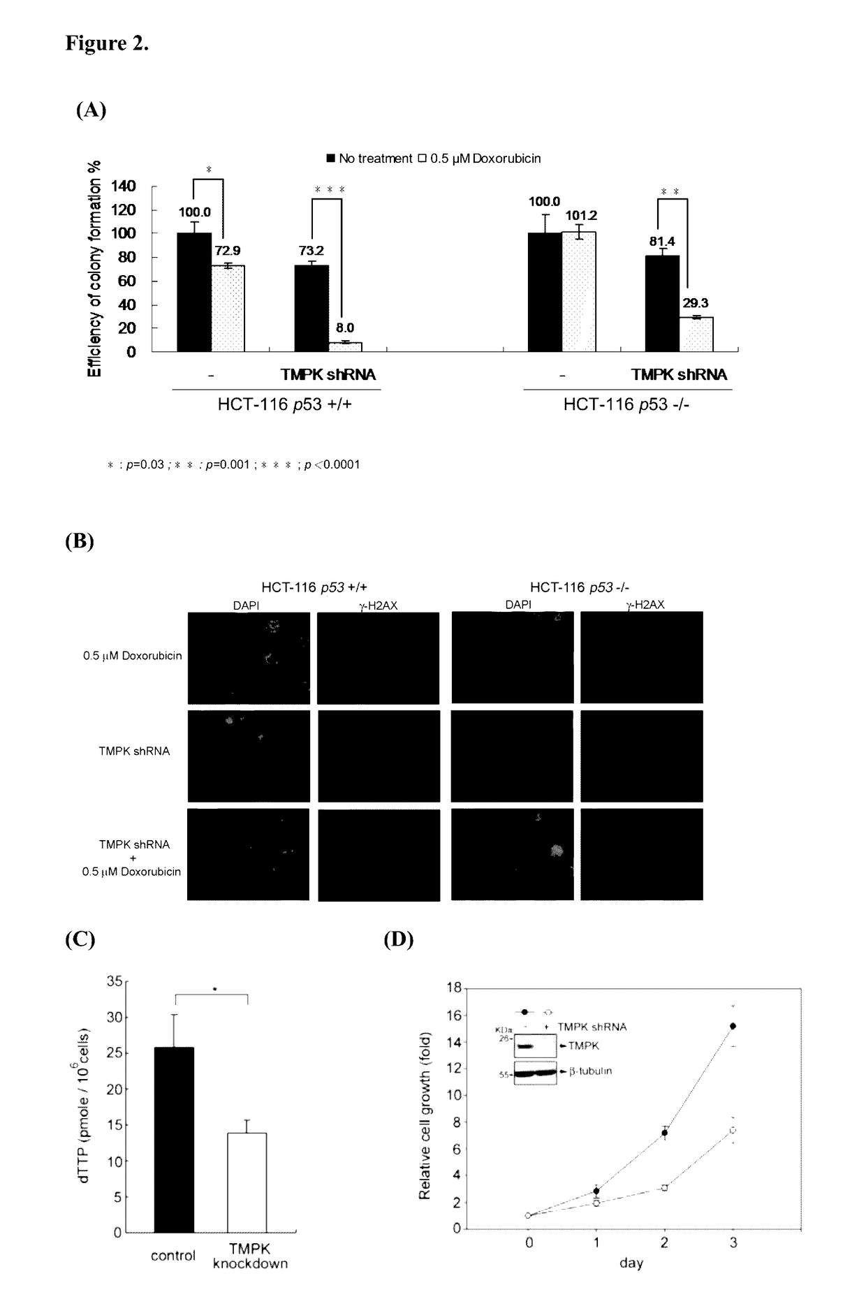 Targeting human thymidylate kinase induces DNA repair toxicity in malignant tumor cells