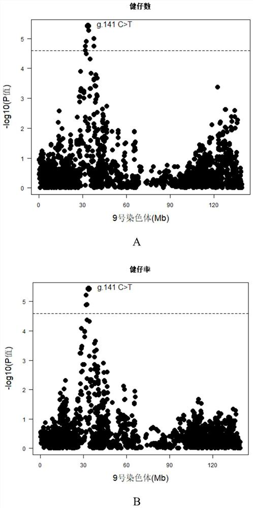 SNP molecular marker located on pig chromosome 9 and related to healthy piglet number and healthy piglet rate and application of SNP molecular marker