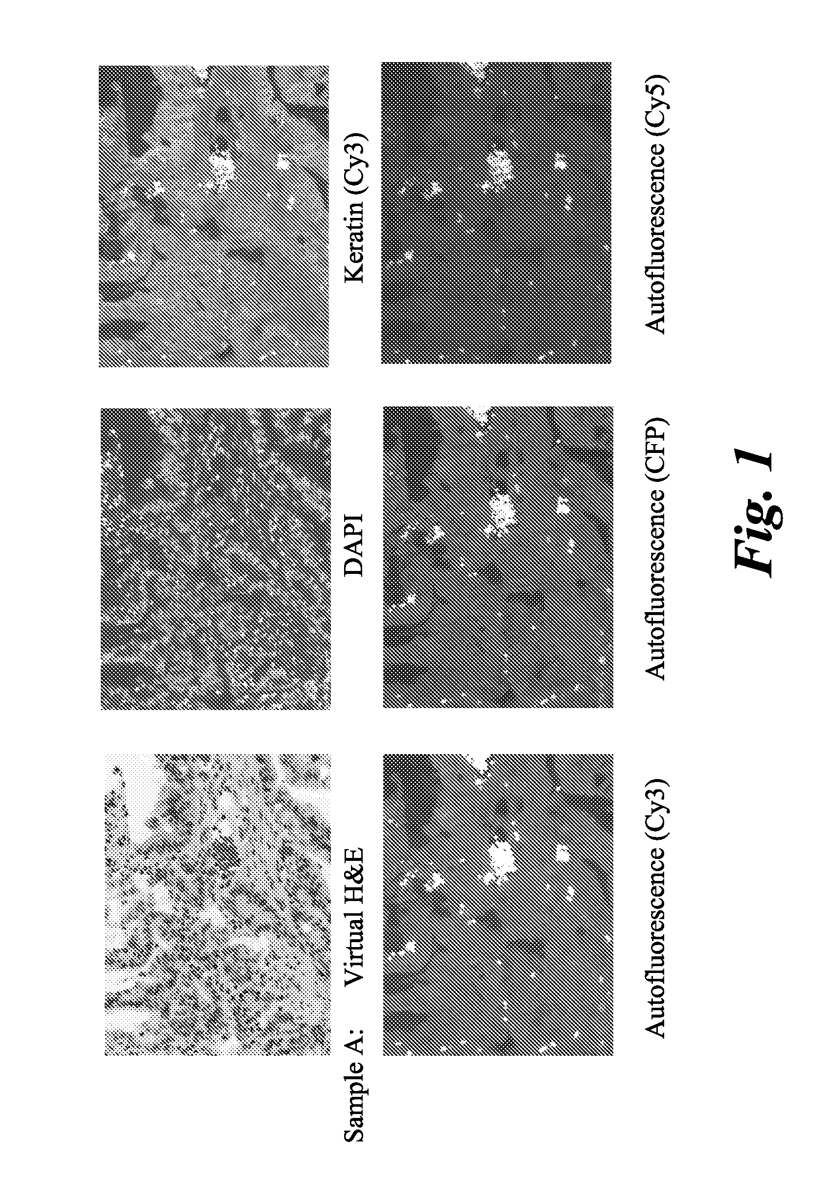 System and methods for generating a brightfield image using fluorescent images