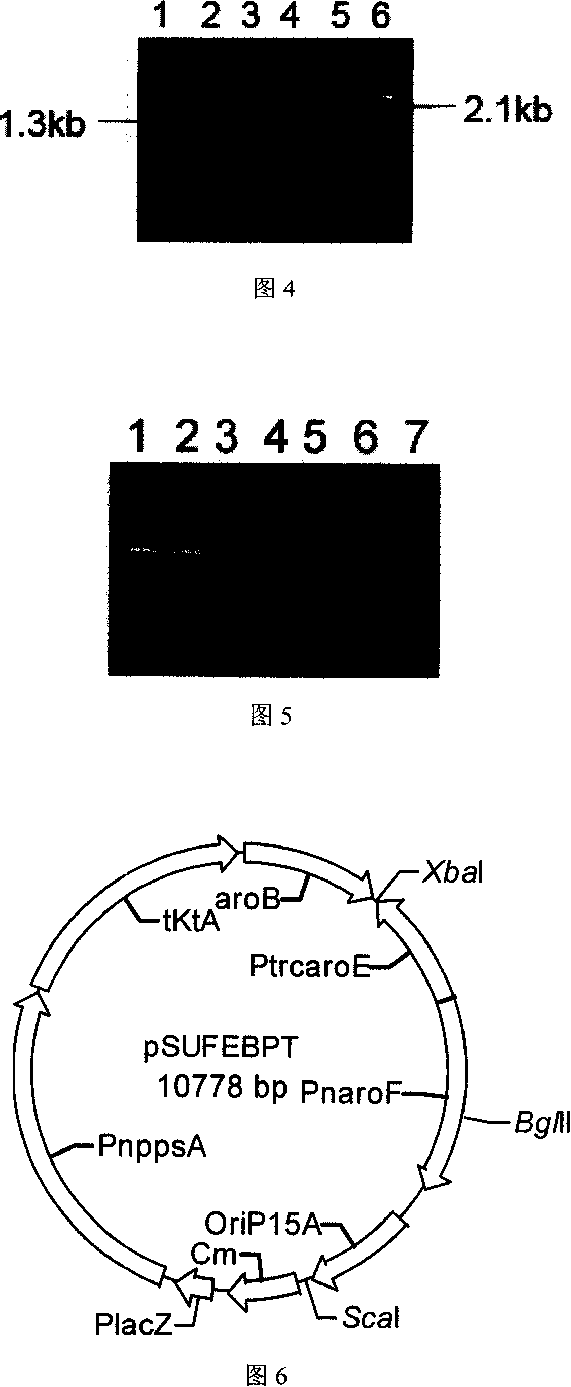 Shikimic acid prepared bacterial strain and constructing method