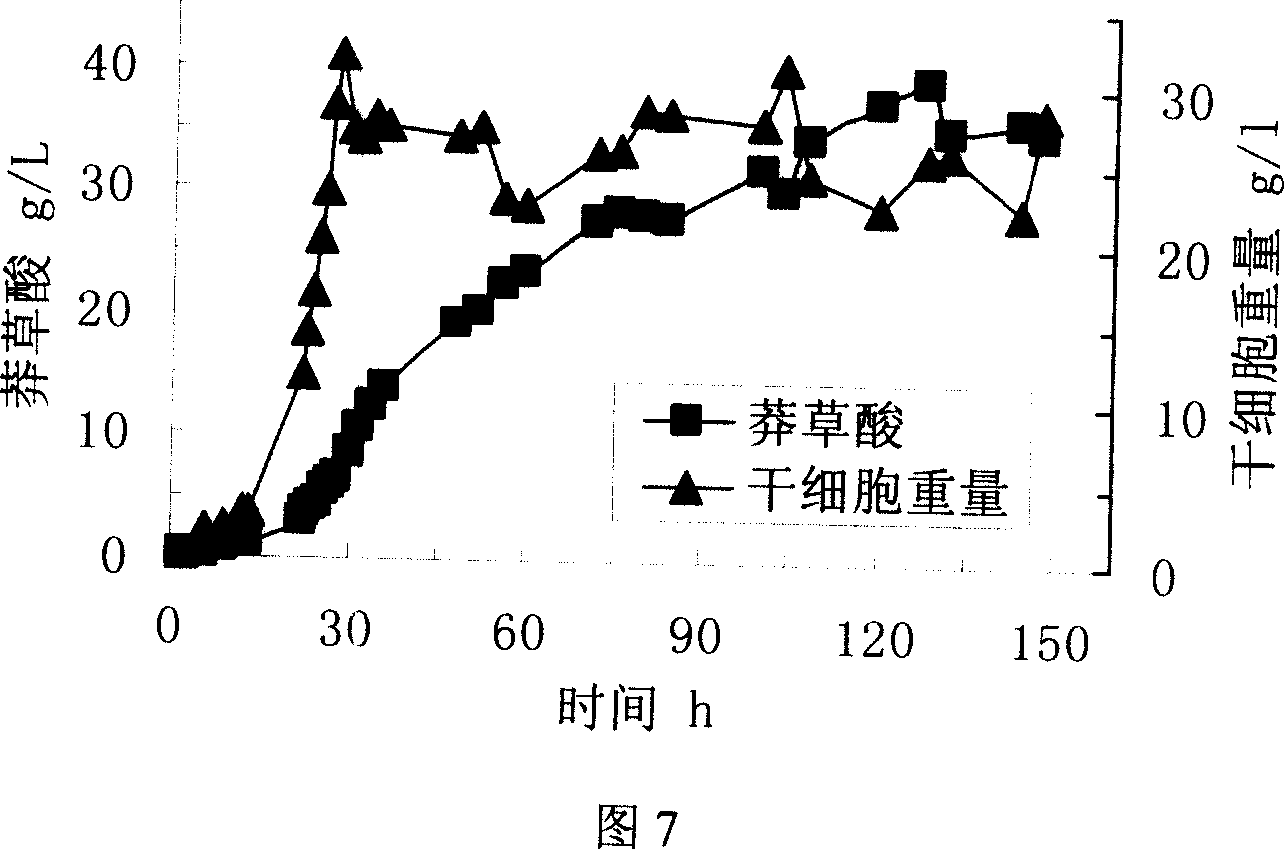 Shikimic acid prepared bacterial strain and constructing method