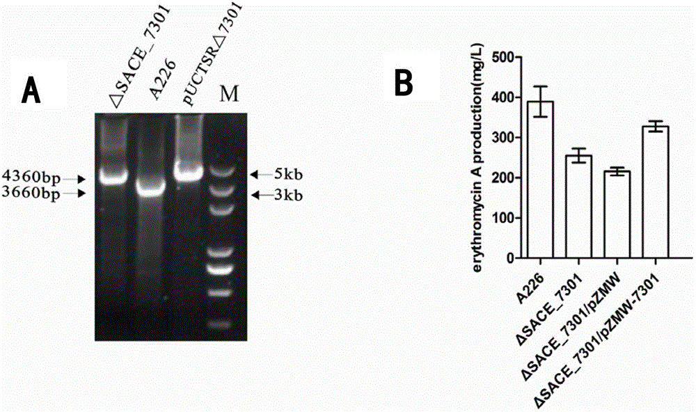 Improving erythromycin production through the sace_7301 gene pathway of Saccharopolyspora erythromycetes