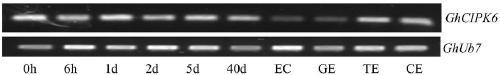 Overexpression of GhCIPK6 to increase water use efficiency and promote soluble sugar accumulation in plants