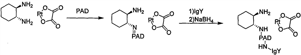 Preparation method of intestinal cancer cell-immunized poultry-obtained IgY antibody-coupled broad-spectrum anticancer drug aiming at intestinal cancer and application of drug in prevention and treatment of intestinal cancer