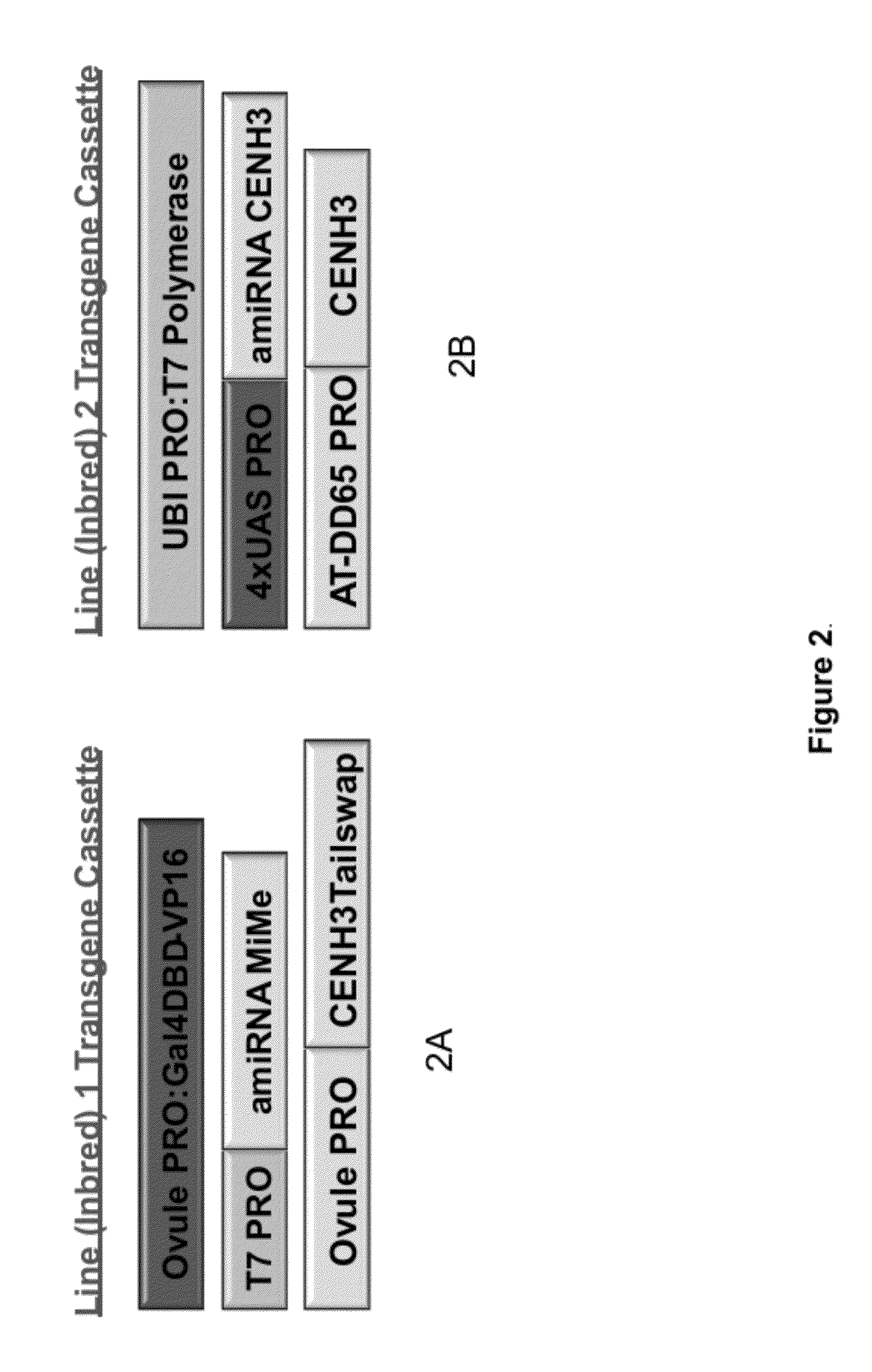 Self-Reproducing Hybrid Plants