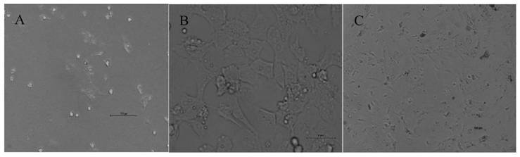 Duck embryo primary hepatocyte separation culture method