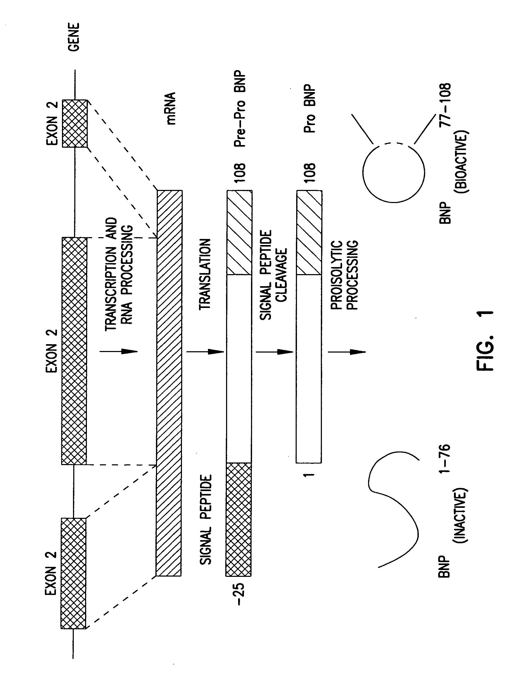 Adenovirus vectors encoding brain natriuretic peptide