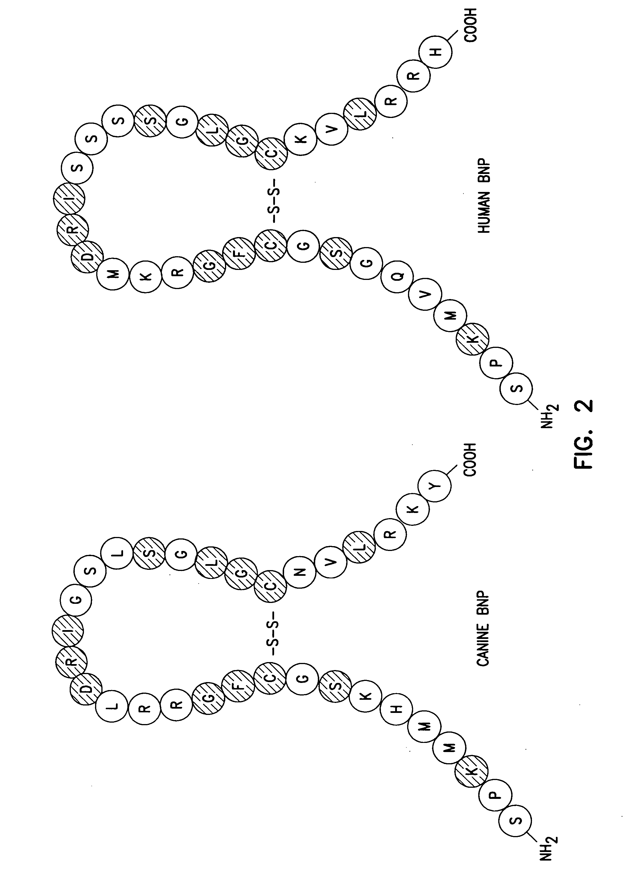 Adenovirus vectors encoding brain natriuretic peptide