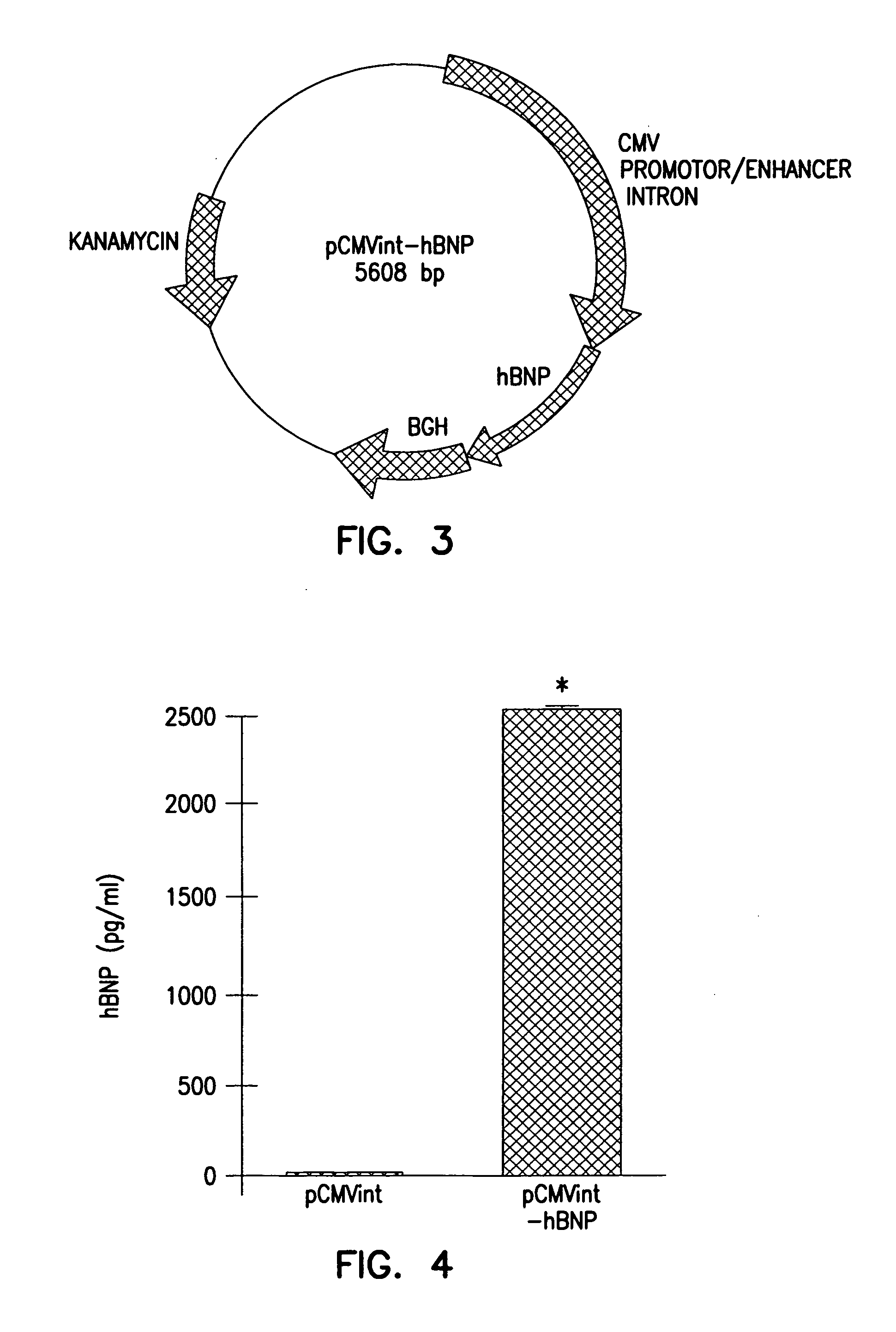 Adenovirus vectors encoding brain natriuretic peptide