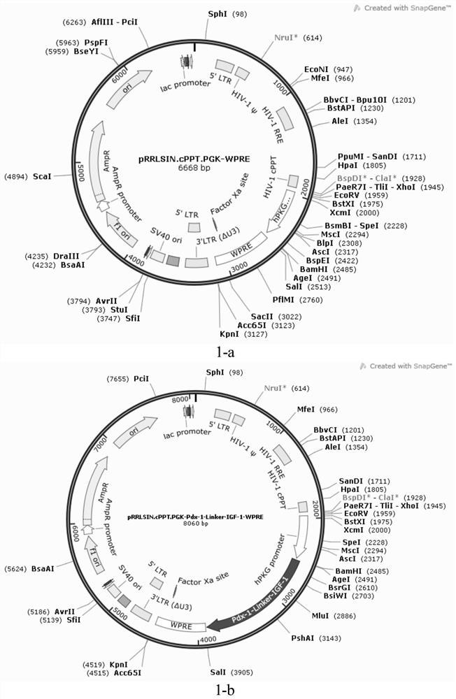 Genetically Modified Stem Cells and Their Applications