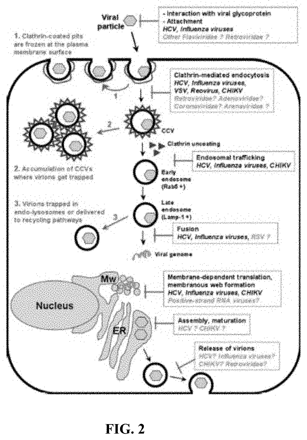 Methods and compositions for inhibiting influenza viruses using low molecular weight hydrophobically modified polymers and polyalkylene glycols