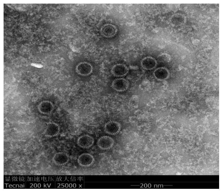 Nucleotide sequence, fiber2 protein, expression method of fiber2 protein and duck type 3 adenovirus and duck tembusu virus bivalent inactivated vaccine