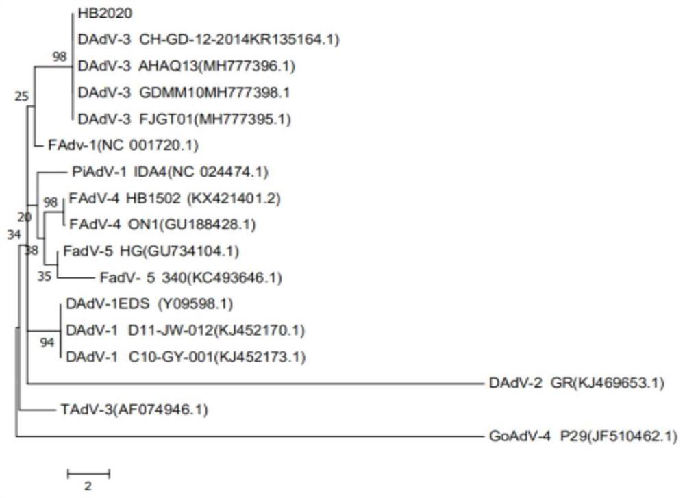 Nucleotide sequence, fiber2 protein, expression method of fiber2 protein and duck type 3 adenovirus and duck tembusu virus bivalent inactivated vaccine