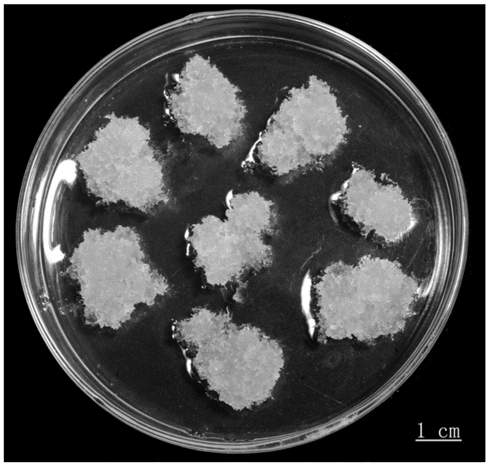 Somatic Embryogenesis and Plantlet Regeneration of Picea twigs