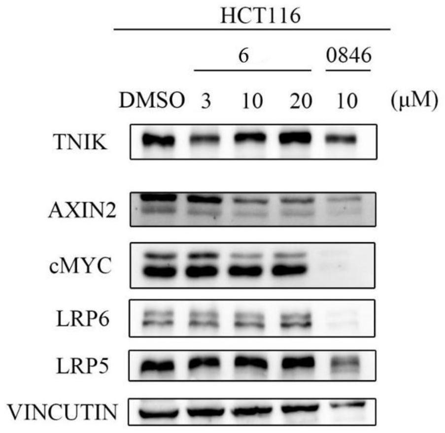 TNIK inhibitor as well as preparation method and application thereof