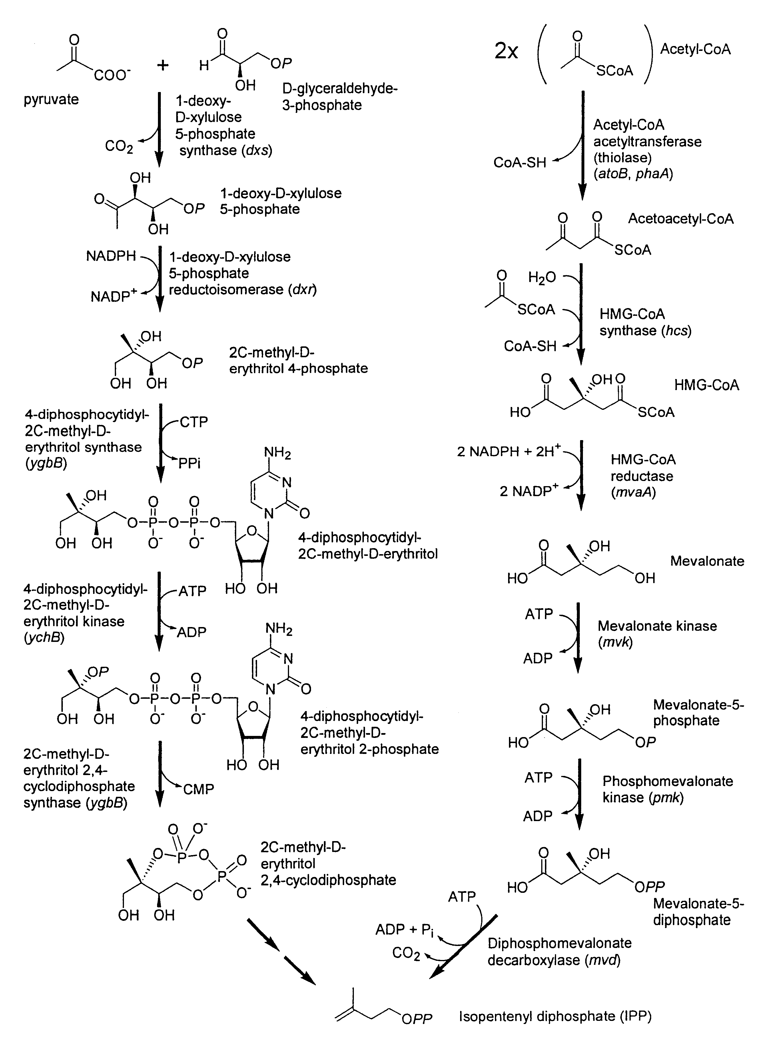 Isoprenoid production