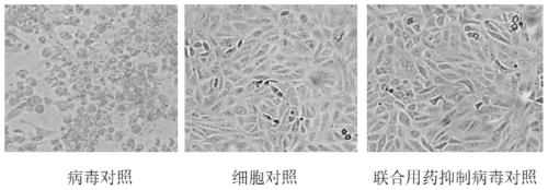 Pharmaceutical composition composed of GC376 and GS-441524, and application of pharmaceutical composition in inhibiting novel coronavirus