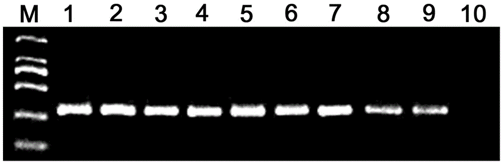 Method for identifying dendrobium huoshanense by using chloroplast microsatellite primer pair