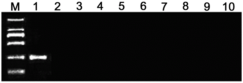 Method for identifying dendrobium huoshanense by using chloroplast microsatellite primer pair