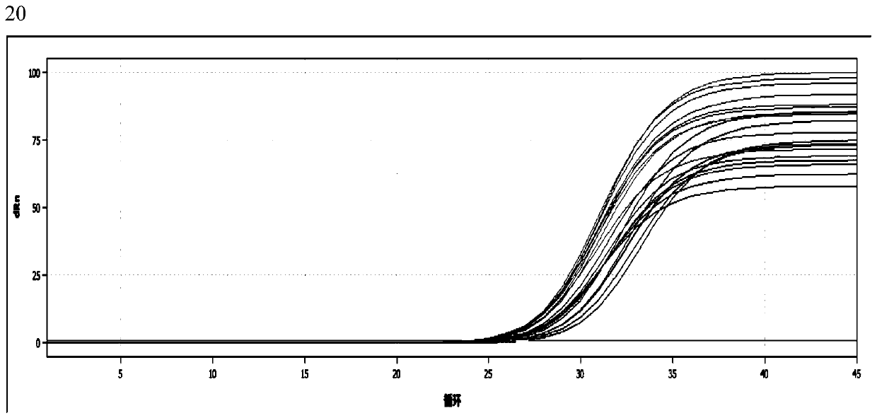 Passiflora internal reference gene and its screening method and application