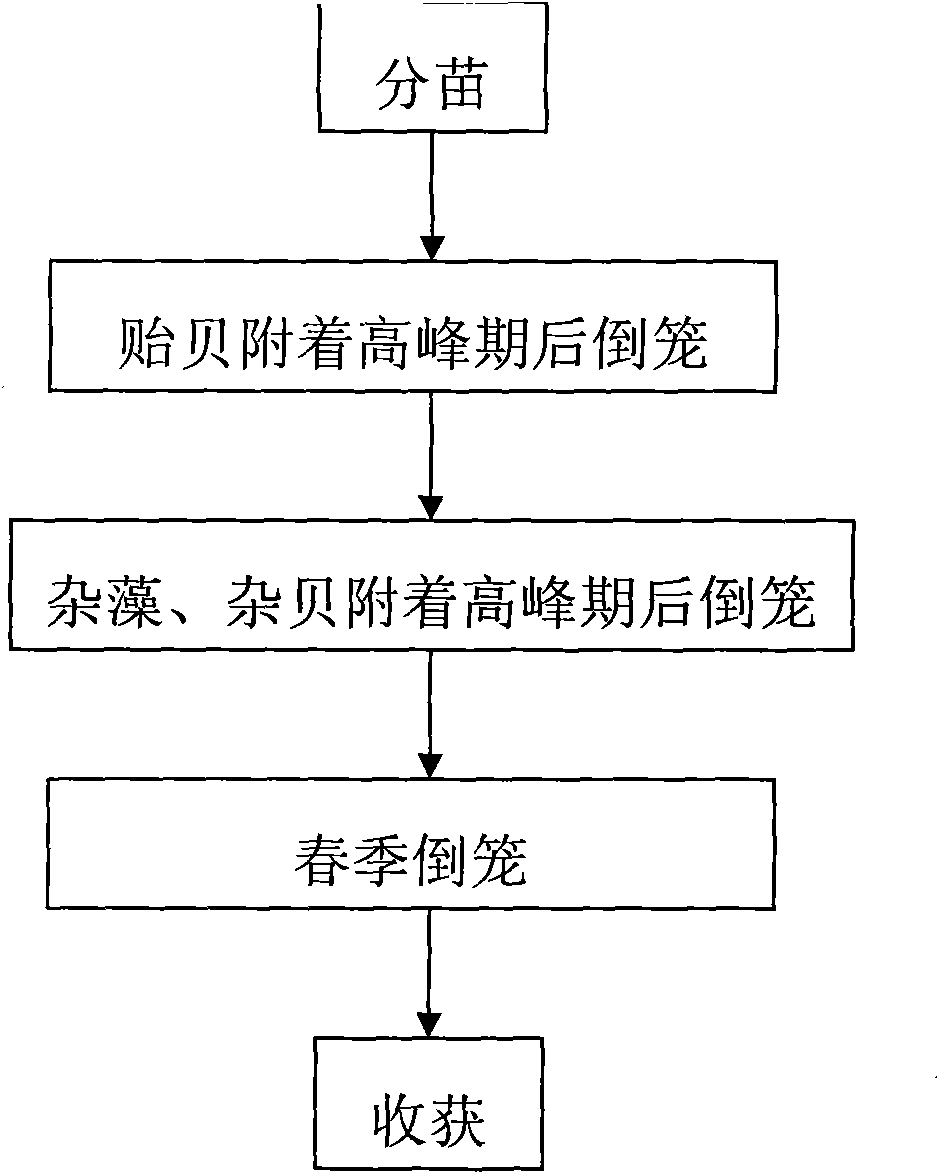 Method for culturing one-year patinopecten yesoensis