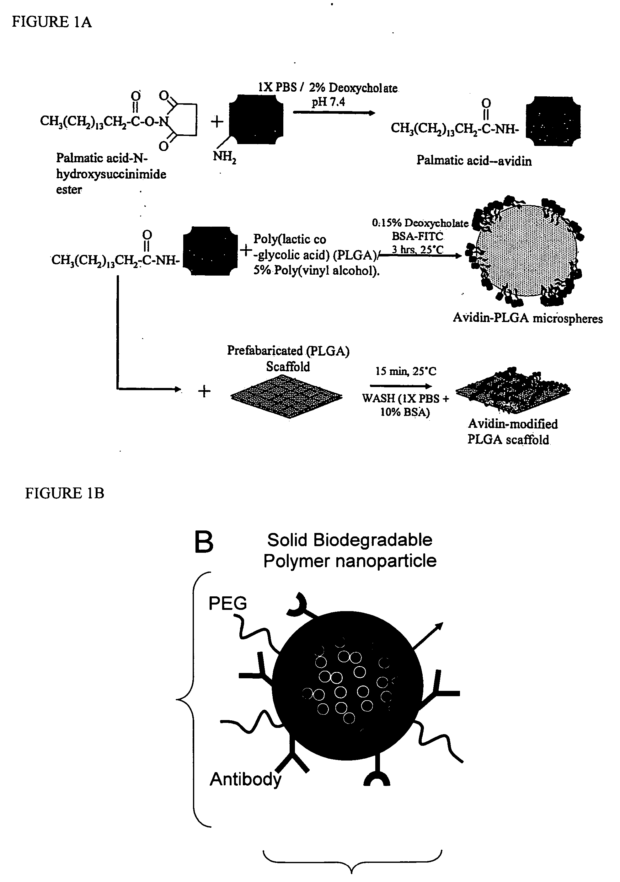 Targeted and high density drug loaded polymeric materials