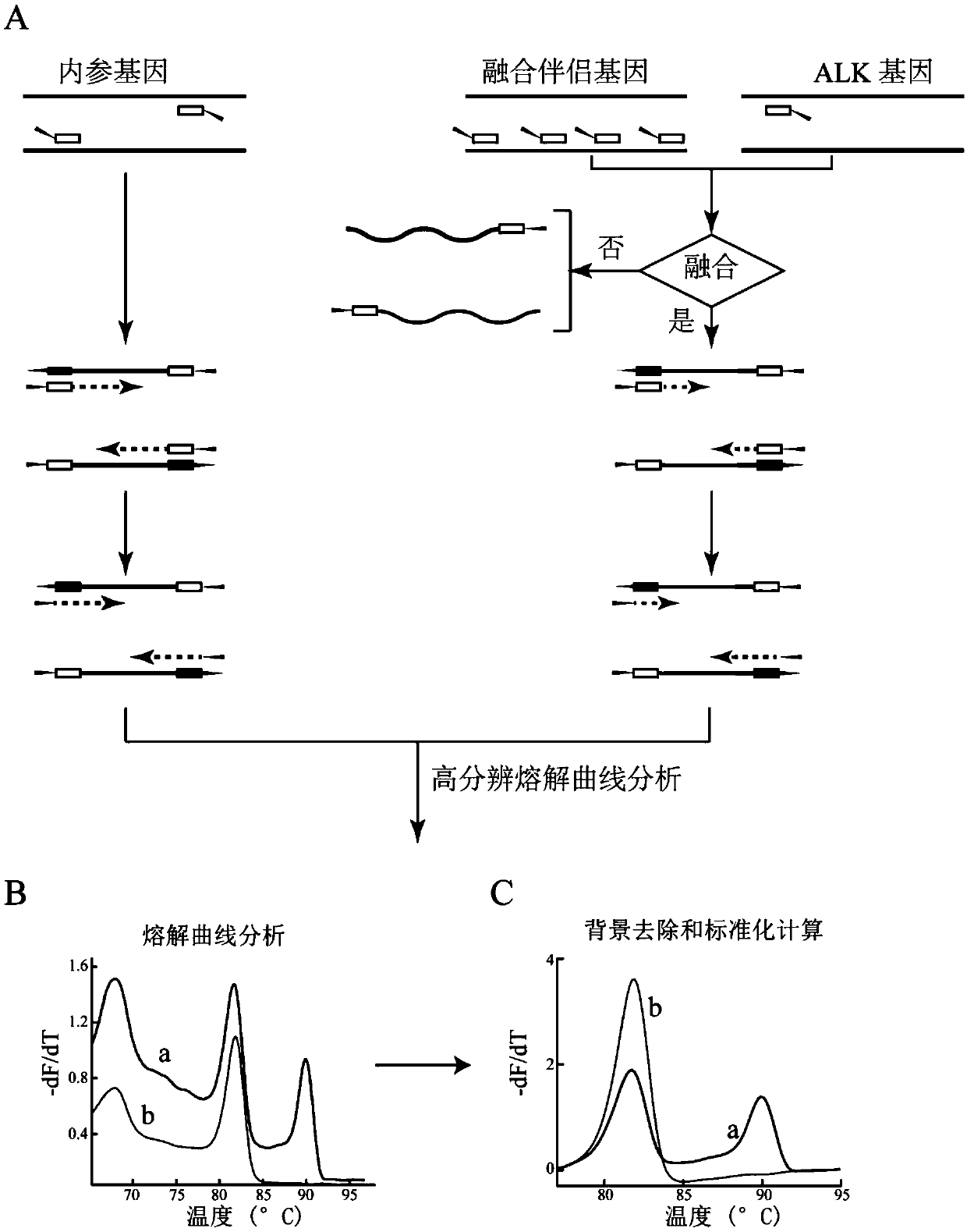 ALK fusion gene detection and typing kit based on sandwich method high-resolution melting curve analysis