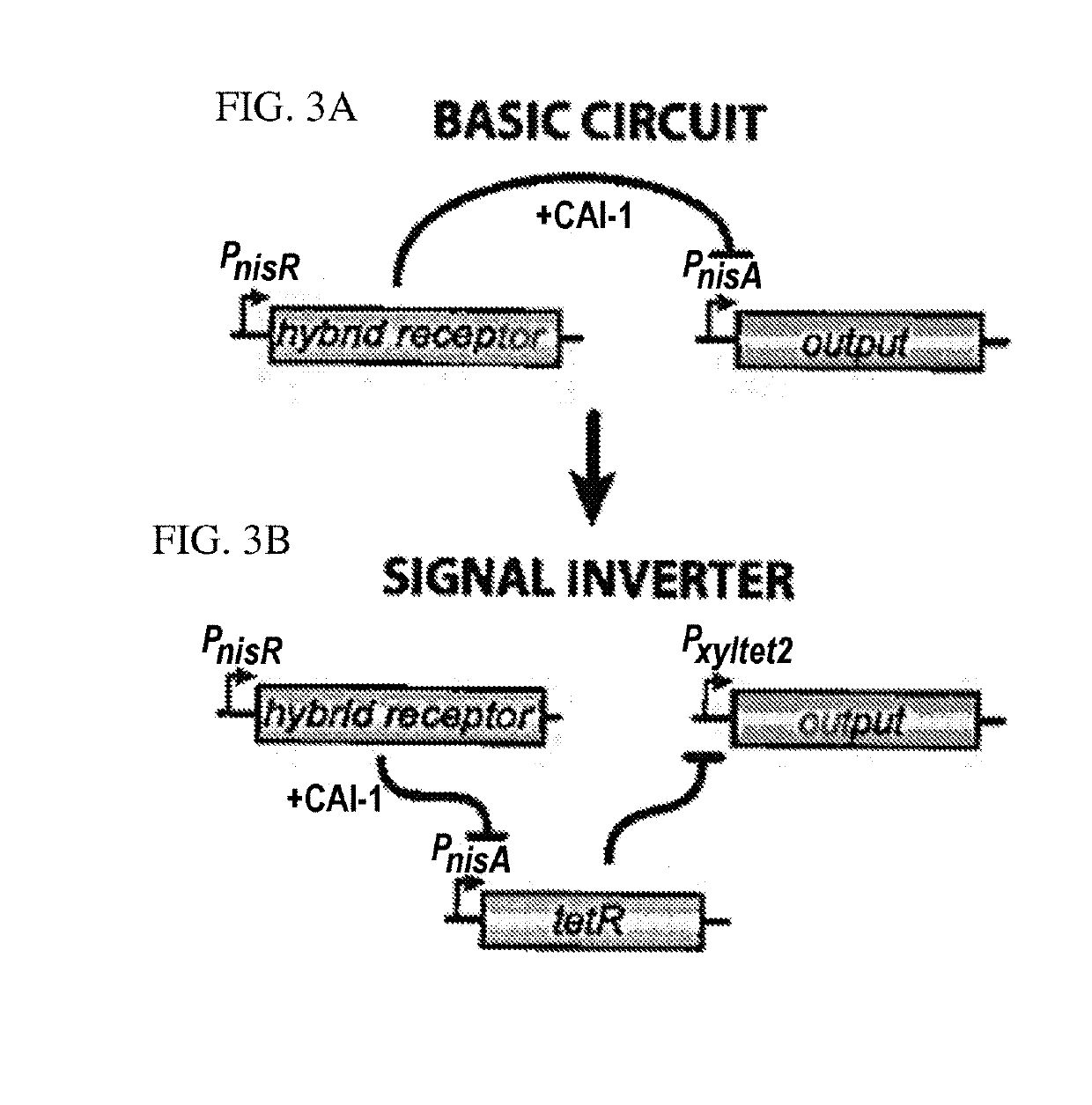 Synthetic hybrid receptor and genetic circuit in bacteria to detect enteric pathogenic microorganisms