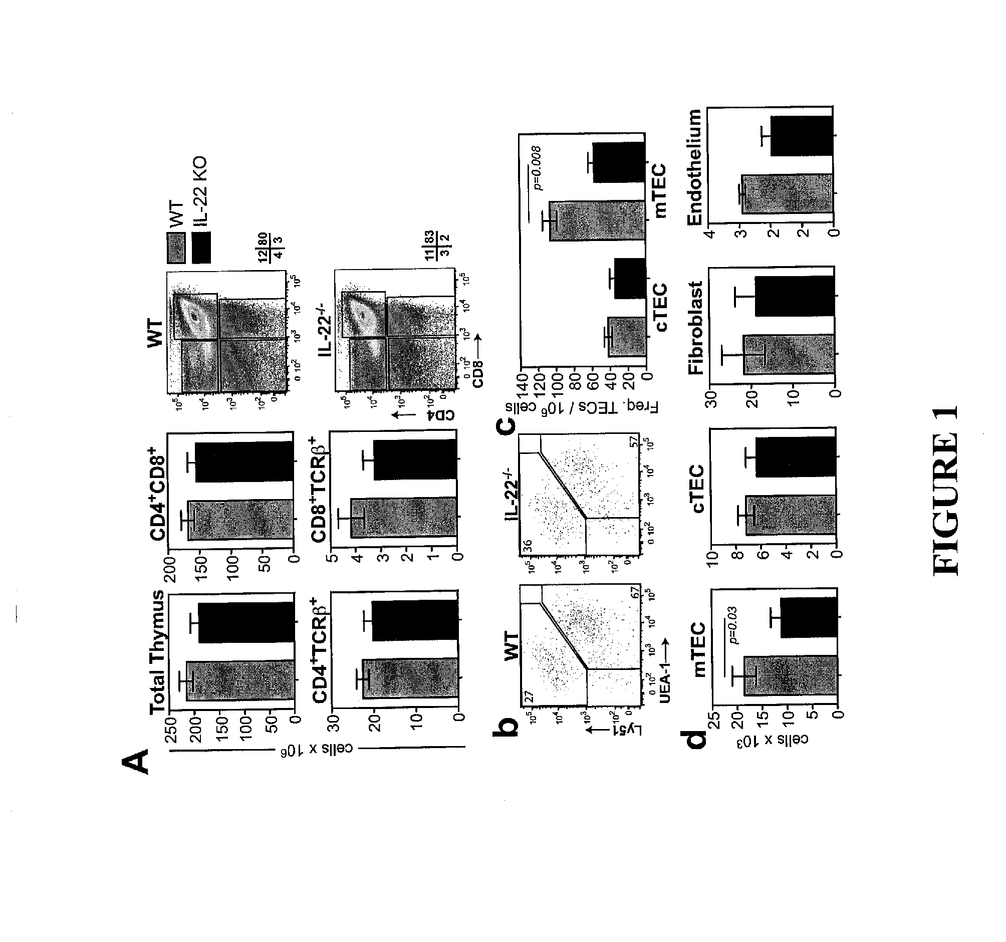 Methods of Use for IL-22 Promoting Rejuvenation Of Thymic And Bone Marrow Function