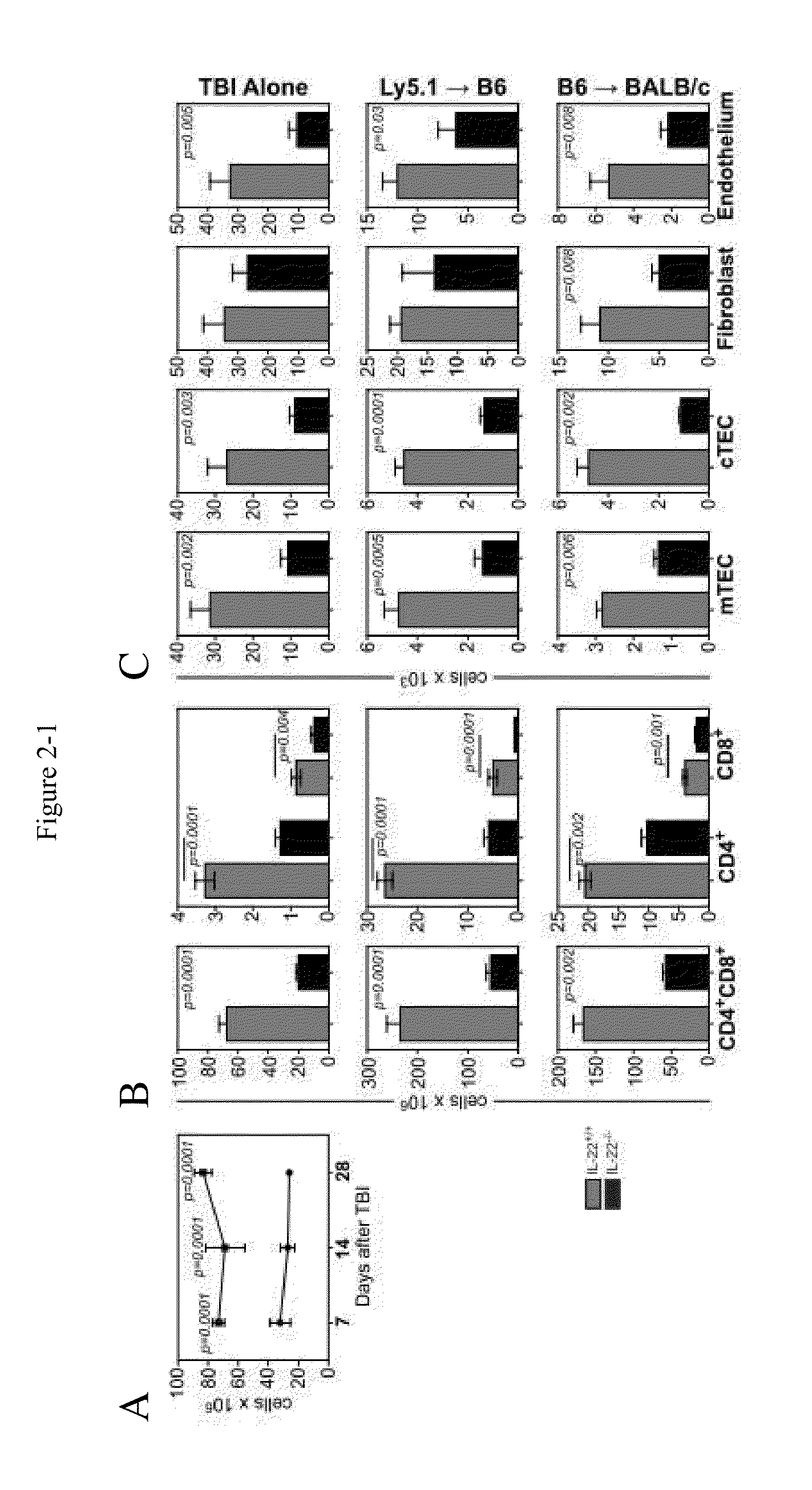 Methods of Use for IL-22 Promoting Rejuvenation Of Thymic And Bone Marrow Function