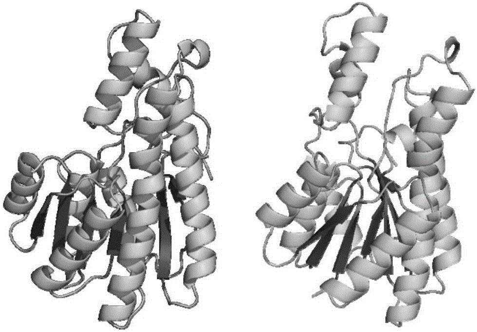 Immobilized sorbitol dehydrogenase as well as immobilization method and application of immobilized sorbitol dehydrogenase