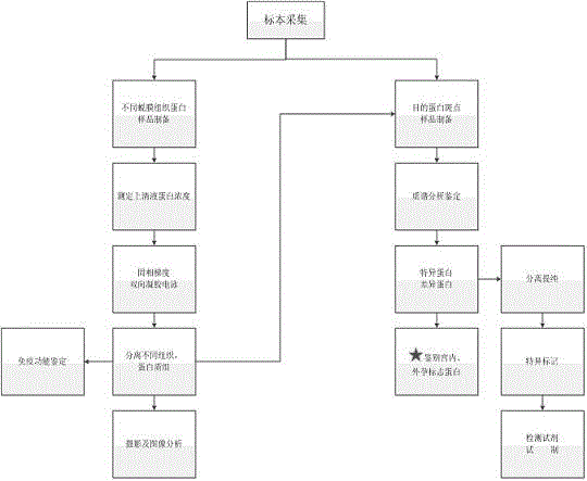 Screening method for differentially expressed proteins of heterotopic-pregnancy and non-pregnancy decidua tissue