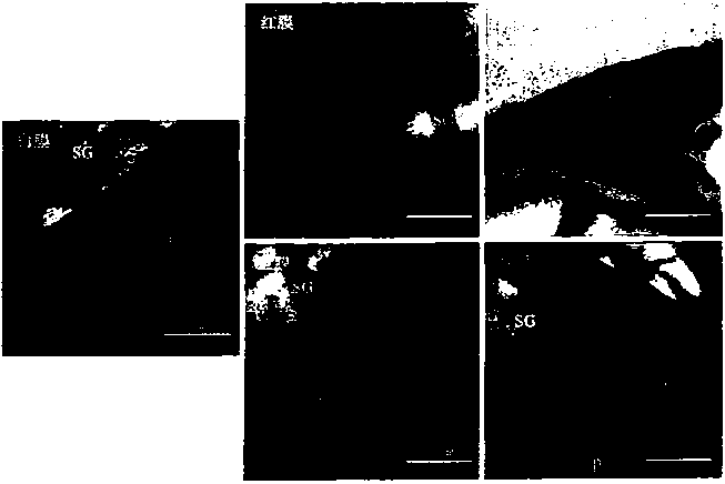 Method for improving yield and medical material quality of glechoma longituba