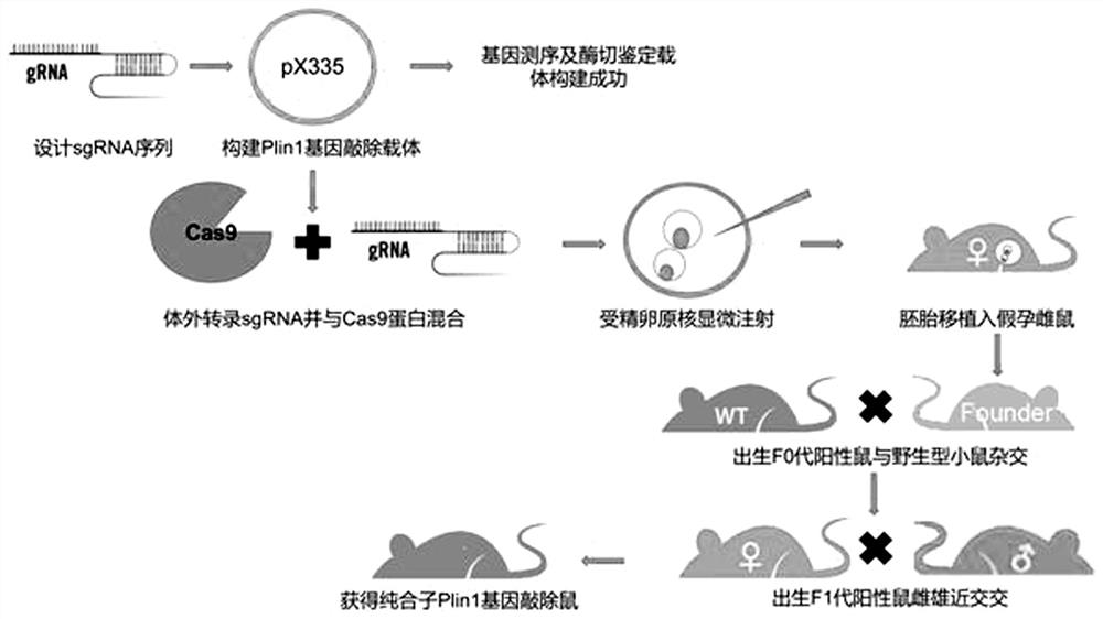 Method for constructing and identifying systemic Plin1 gene knockout animal model