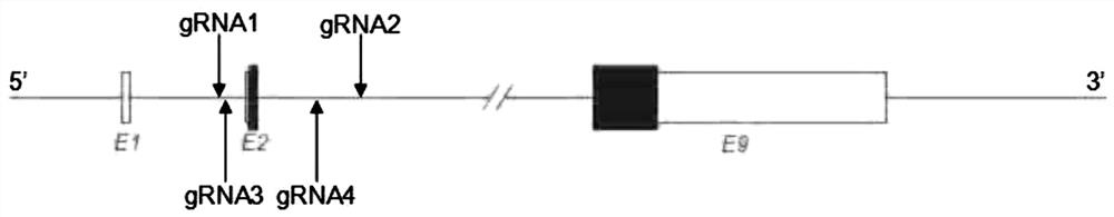 Method for constructing and identifying systemic Plin1 gene knockout animal model