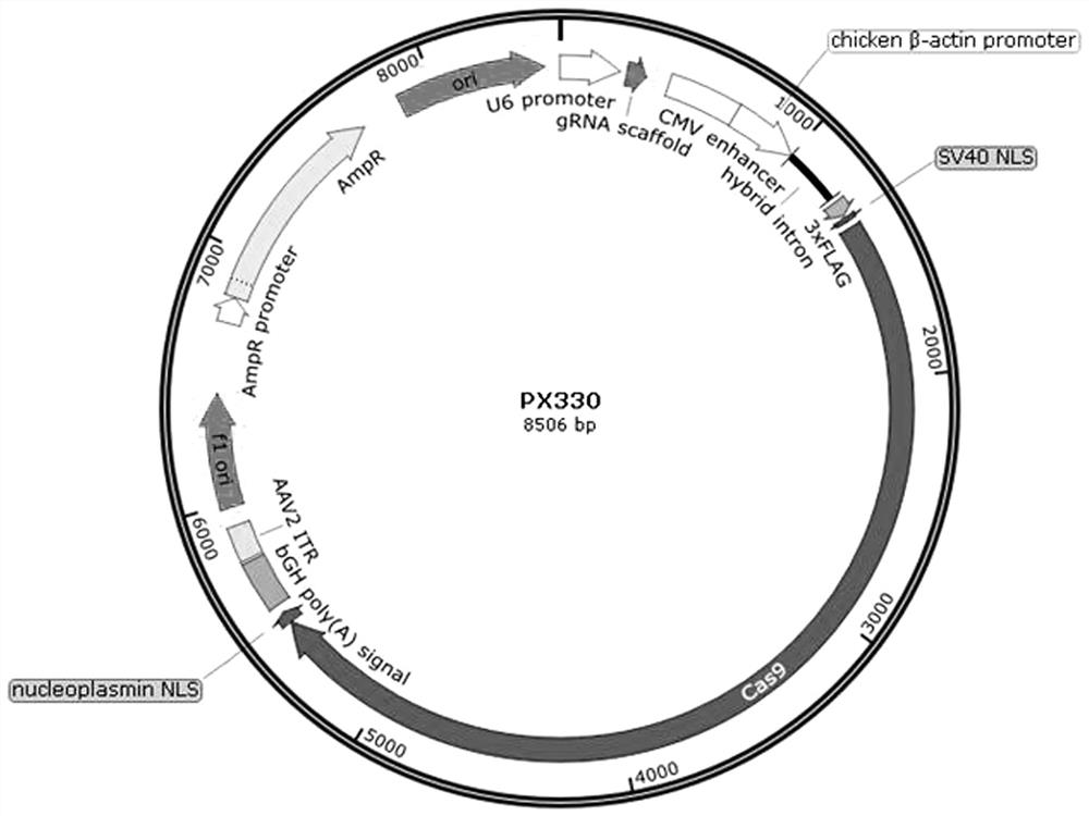 Method for constructing and identifying systemic Plin1 gene knockout animal model