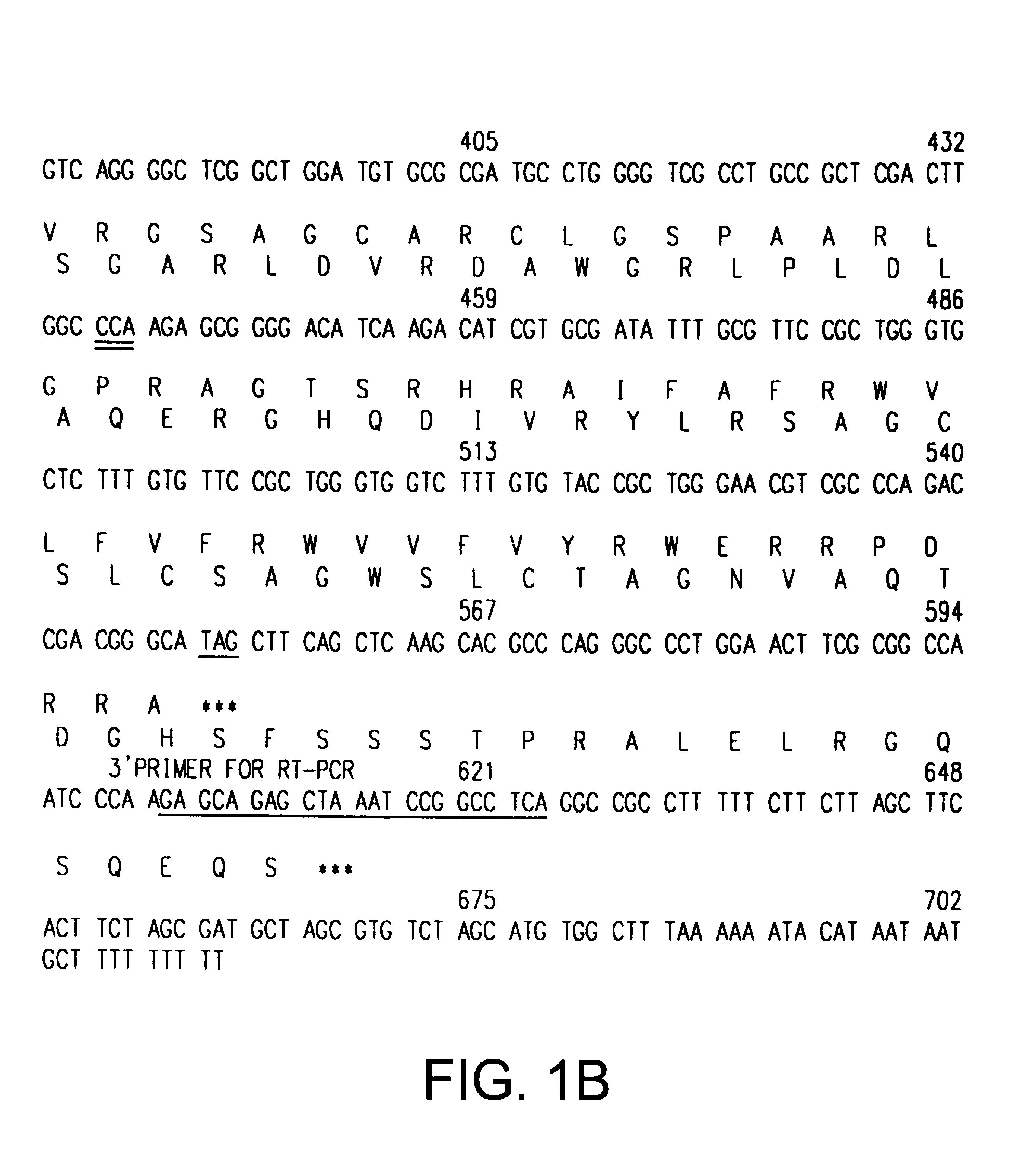 ARF-P19, a novel regulator of the mammalian cell cycle