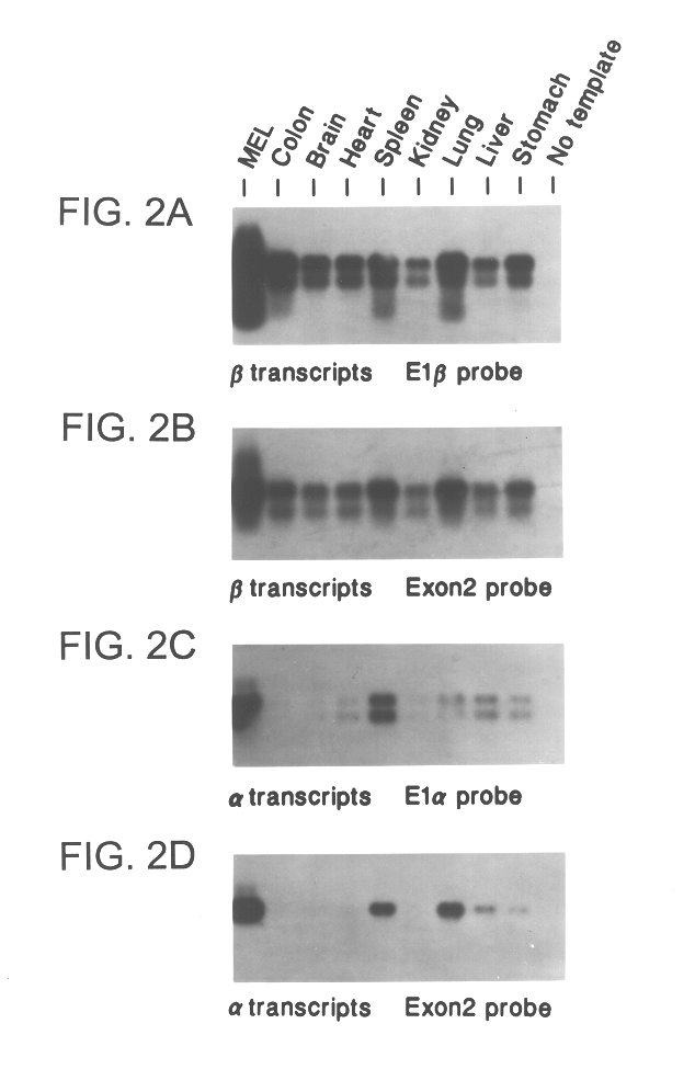 ARF-P19, a novel regulator of the mammalian cell cycle