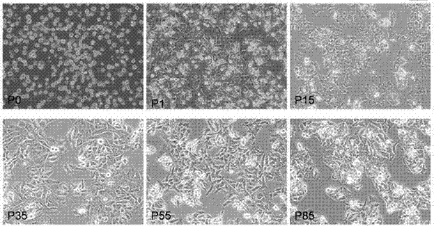 Human well-differentiated liver cancer cell line HL1017 and construction method thereof