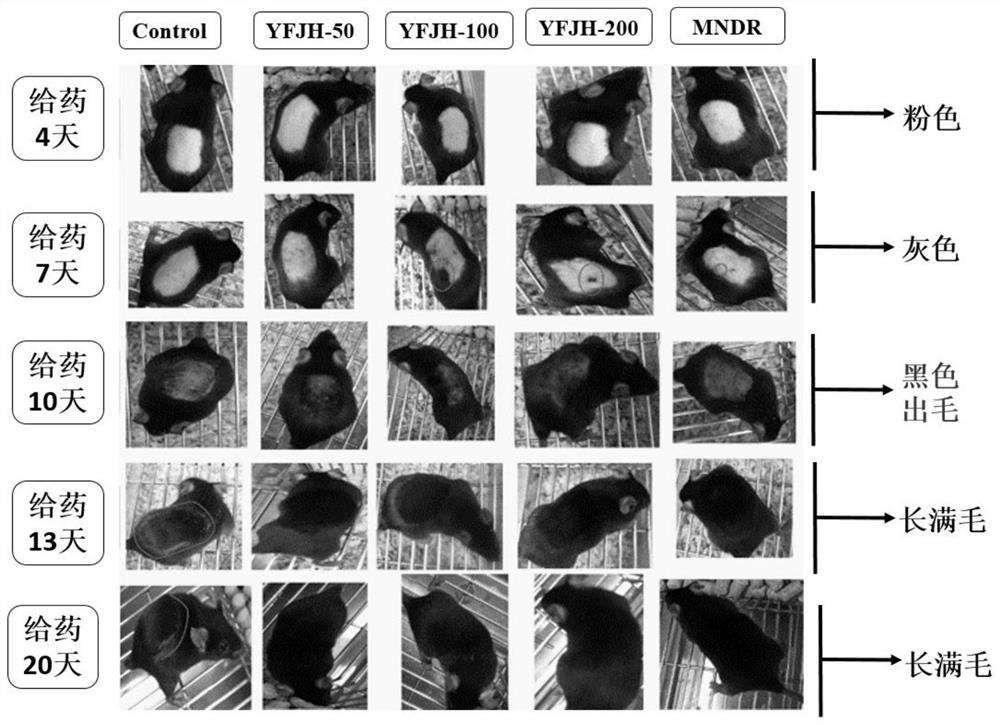 Plant source essence for preventing and treating alopecia and preparation method of plant source essence