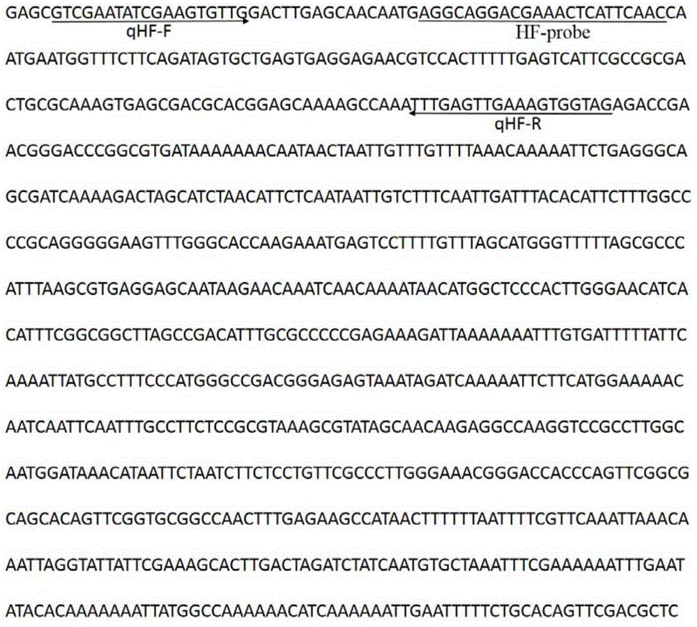 Heterodera filipjevi Taqman MGB probe real-time quantitative PCR detection method and application thereof