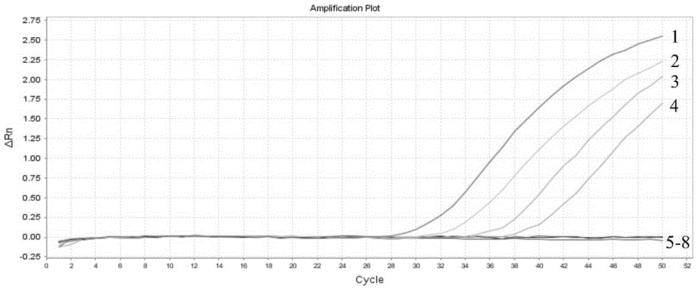 Heterodera filipjevi Taqman MGB probe real-time quantitative PCR detection method and application thereof